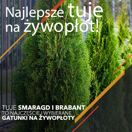 Najlepsze tuje na żywopłot. Sprawdź nas!